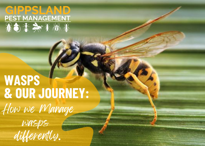 Wasps and our journey on how we manage them differently at Gippsland Pest Management