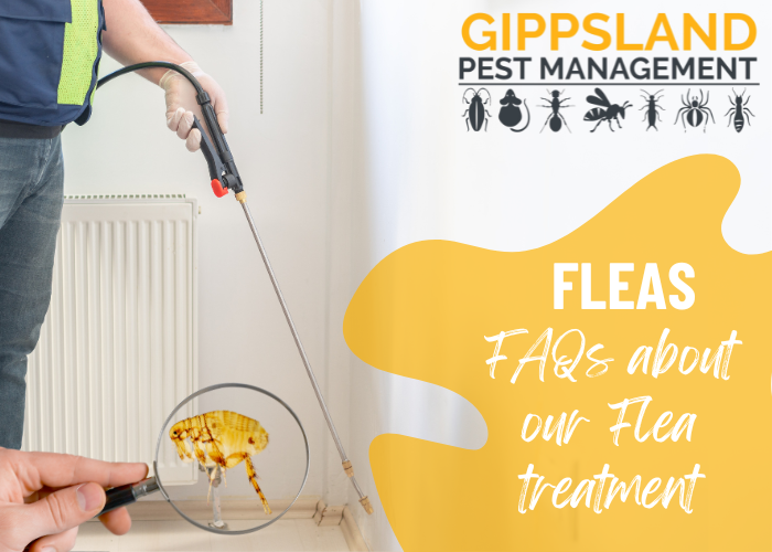 Answering Your Frequently Asked Questions About Our Flea Treatment