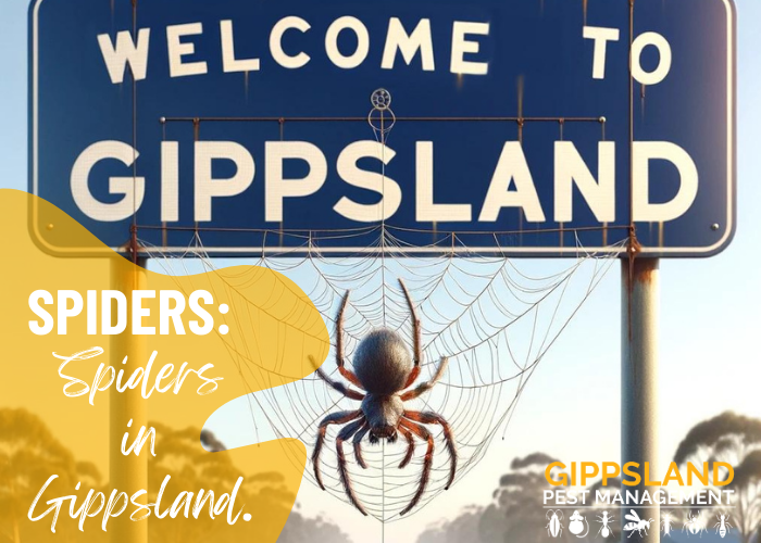Navigating the Eight-Legged World: A Guide to Spiders in Gippsland