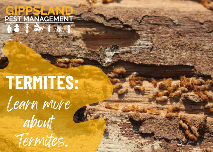About Termites