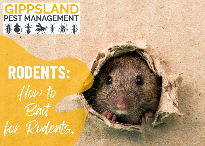 How to bait for rodents?