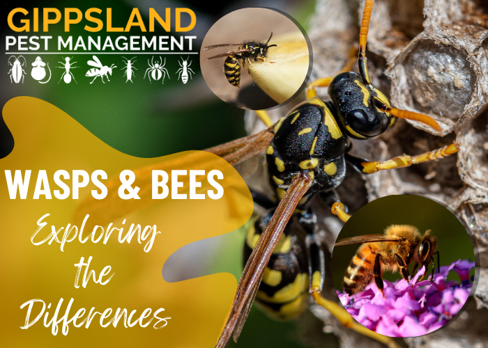 Exploring the Distinctions Between Wasp Species and how they Differ from Bees
