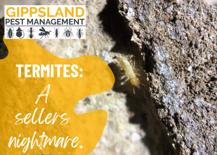 Termites! A Sellers Nightmare.